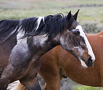 Faded Paint horse (Equus caballus) during a horse drive at Sombrero Ranch, Craig, Colorado.