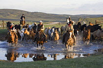 Cowboys driving horses (Equus caballus) across the water at Sombrero Ranch, Craig, Colorado. Model released.