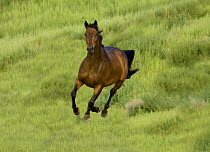 Bay Warmblood mare running in Longmont, Colorado.