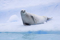 Crabeater Seal (Lobodon carcinophagus) lying on ice. Paradise Bay, Antarctica.