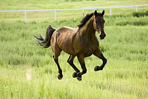 Bay Warmblood mare running in Longmont, Colorado - all legs off ground