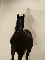 Cowboy driving a horse at Sombrero Ranch, Craig, Colorado