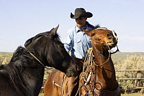 Cowboy removing rope from a horse's neck in a corral at Sombrero Ranch, Craig, Colorado Model released.