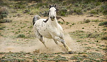 Grey mustang (Equus caballus), stallion running. Adobe Town, Southwestern Wyoming.