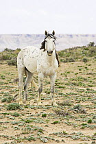 Grey mustang (Equus caballus), stallion. Adobe Town, Southwestern Wyoming.