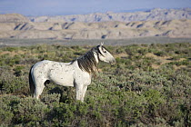 Grey mustang (Equus caballus), stallion. Adobe Town, Southwestern Wyoming