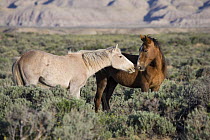Mustangs (Equus caballus), yearling colt greets a chestnut mare. Adobe Town, Southwestern Wyoming.