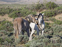 Mustangs (Equus caballus), yearling colt making submissive mouth movements to grey stallion. Adobe Town, Southwestern Wyoming.