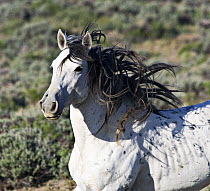 Grey mustang (Equus caballus), stallion cantering. Adobe Town, Southwestern Wyoming