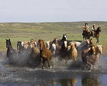 Cowboys driving horses (Equus caballus) through water at Sombrero Ranch, Craig, Colorado. Model released.