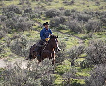 Cowboy on horseback cantering through Sagebrush (Artemisia tridentata) at Sombrero Ranch, Craig, Colorado. Model released.