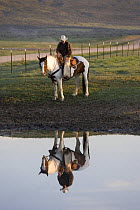 Cowboy on Paint horse (Equus caballus) looking at reflection in waterhole at Sombrero Ranch, Craig, Colorado. Model released.