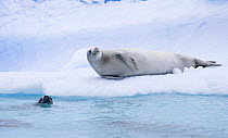 Crabeater seals (Lobodon carcinophagus), lying on the ice and swimming in the water. Paradise Cove, Antarctica