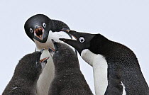Adelie penguins (Pygoscelis adeliae), adults and chicks begging, Paulet Island, Antarctica.