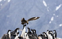 Antarctic skua (Stercorarius antarcticus) attacking Adelie penguin (Pygoscelis adeliae) colony. Paulet Island, Antarctica.