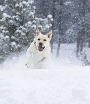 Yellow Labrador Retreiver (Canis familiaris) running in snow. Boulder, Colorado.