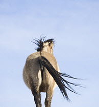 Mustang (Equus caballus) mare rear view in winter, grulla color with primitive stripes on legs and back. Pryor Mountains, Montana.