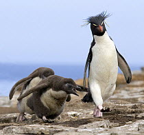 Rockhopper penguins (Eudyptes chrysocome), adult  walking followed by two chicks. Falkland Islands.