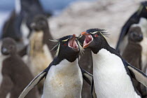 Rockhopper penguins (Eudyptes chrysocome), adults with open beaks. Falkland Islands.
