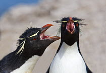 Adult Rockhopper penguins (Eudyptes chrysocome), adults with open beaks. Falkland Islands.