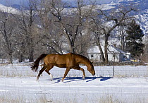 Chestnut Dutch Warmblood (Equus caballus), gelding running in the snow. Longmont, Colorado.