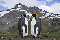 Pair of King Penguins (Aptenodytes patagonicus) on Gold Beach, South Georgia Island, Sub Antarctica.