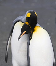 Mating pair of King Penguins (Aptenodytes patagonicus) on Gold Beach, South Georgia Island, Sub Antarctica.