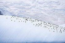 Chinstrap Penguin (Pygoscelis antarctica) colony on South Orkney Islands.