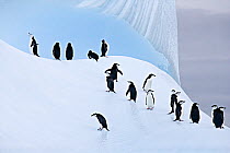 RF- Group of Chinstrap Penguins (Pygoscelis antarctica) on ice. South Orkney Islands. (This image may be licensed either as rights managed or royalty free.)