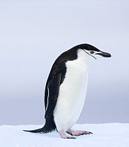 Chinstrap Penguin (Pygoscelis antarctica), adult on ice, South Orkney Islands.