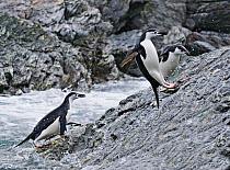 RF- Chinstrap Penguins (Pygoscelis antarctica) adults leaping onto rocks. Elephant Island, Antarctic Peninsula. (This image may be licensed either as rights managed or royalty free.)