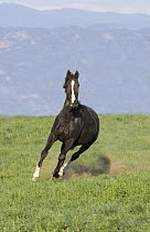 Black Warmblood horse, (Equus caballus) mare running in a field. Fort Collins, Colorado.