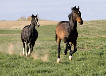 Black Warmblood mare (Equus caballus) chasing bay Warmblood gelding (Equus caballus). Fort Collins, Colorado.
