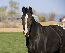 Black Warmblood mare (Equus caballus). Fort Collins, Colorado.