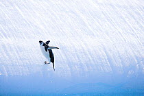 Chinstrap Penguin (Pygoscelis antarctica), adult sliding down ice. South Orkney Islands, Antarctica.