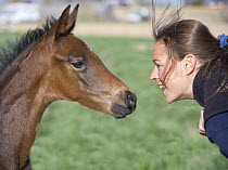 Woman face to face with Bay Oldenburg filly (Equus caballus)  Fort Collins, Colorado. Model released.