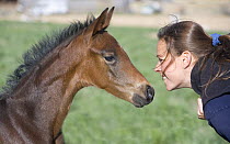 Woman face to face with Bay Oldenburg filly (Equus caballus)  Fort Collins, Colorado. Model released.