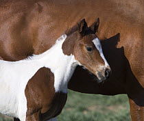 Pinto filly (Equus caballus) standing next to chestnut mare (Equus caballus). Ft. Collins, Colorado.