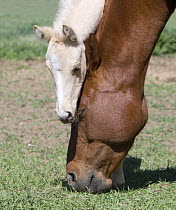 Palomino Quarter Horse filly (Equus caballus) resting head on feeding chestnut Quarter Horse mare (Equus caballus). Longmont, Colorado.