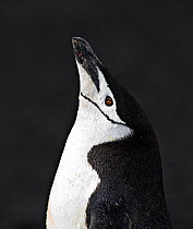 RF- Chinstrap Penguin (Pygoscelis antarctica), adult looking up. Deception Island, Antarctica. (This image may be licensed either as rights managed or royalty free.)