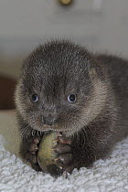 European otter cub {Lutra lutra} eating fish whilst in care, UK, rehab