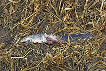 Remains of Pike carcass {Esox lucius} eaten by European Otter {Lutra lutra} UK