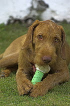 Hungarian Wirehaired Viszla, lying down and chewing plastic toy, UK