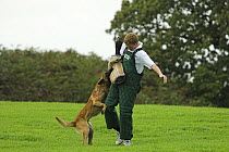 Man training Belgian shepherd / Malinois dog to attack, trainer wearing padded protective suit, UK