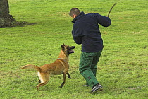 Man training Belgian shepherd / Malinois dog; trainer wearing padded protective suit, UK