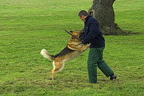 Man training Belgian shepherd / Malinois dog to attack, trainer wearing padded protective clothing, UK