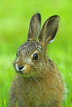 Portrait of youn European / Brown hare {Lepus europaeus} UK
