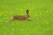 European hare {Lepus europaeus} running in grassland, near Cheddar Gorge, Somerset, UK
