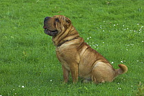 Shar pei dog, sitting on grass, UK