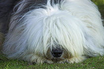 Old English sheepdog, face portrait lying down, UK
